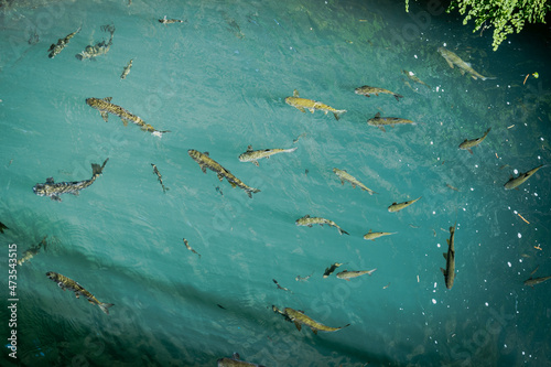 Barbus fish swimming in the creek are viewed from above. Freshwater fish in the clean river and green bacground. Wildlife animal.