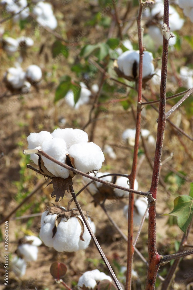 le coton bio du Burkina cultivé par les cotonculeurs  et paysans