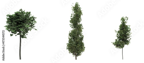 Deciduous tree on a white background. Isolated garden element  3D illustration  cg render