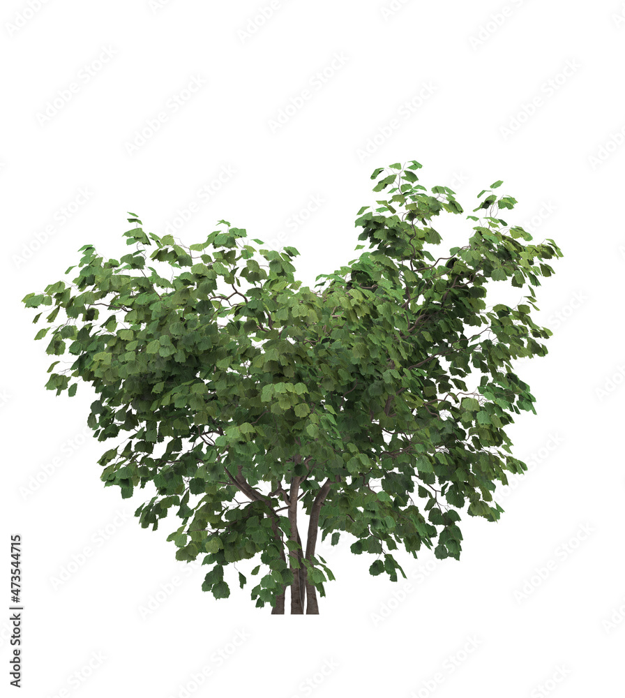 Fototapeta premium Deciduous tree on a white background. Isolated garden element, 3D illustration, cg render