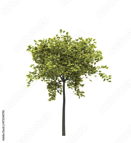 Deciduous tree on a white background. Isolated garden element  3D illustration  cg render