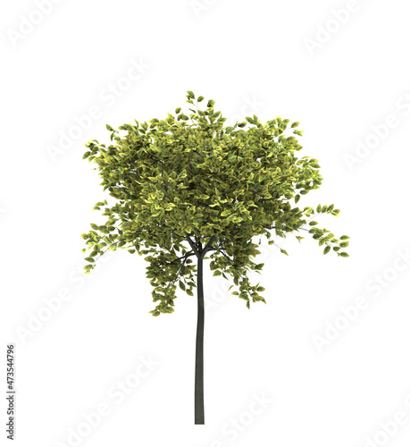 Deciduous tree on a white background. Isolated garden element, 3D illustration, cg render