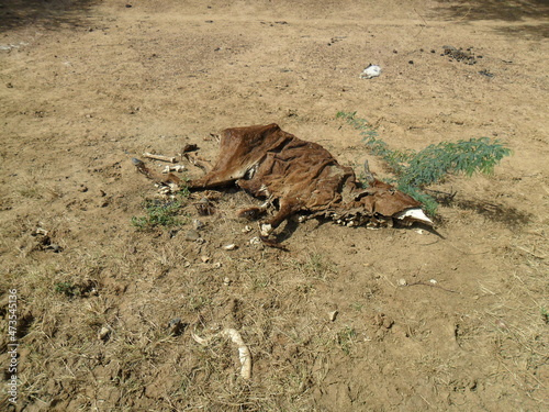 la secheresse ,un facteur de mort des animaux  de tous types.
