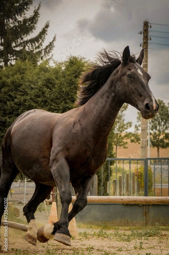 galoppierendes Pferd © Elisa