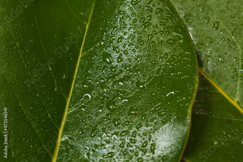 Photos Macro de microfotografía de primer plano de gotas de lluvia sobre hojas de magnolia