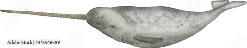 Watercolor narwhal illustration on white background photo