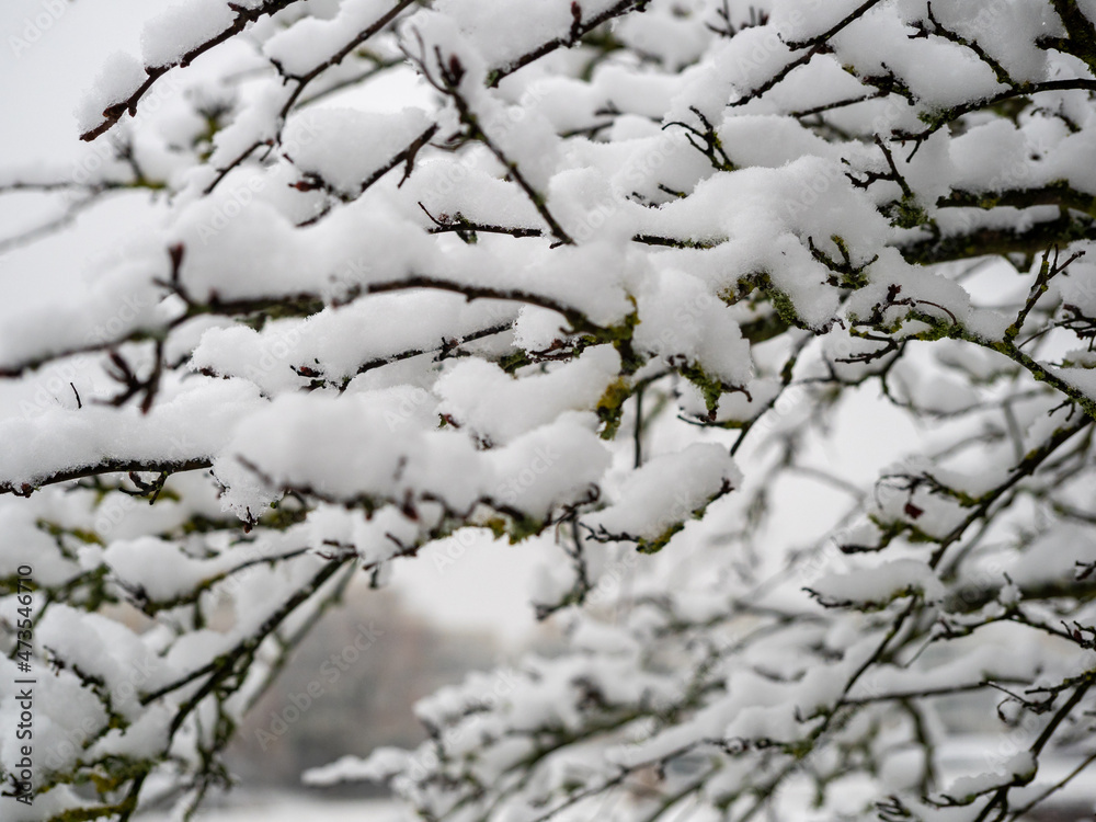 Branches of trees in the snow. Branches of trees in the snow.