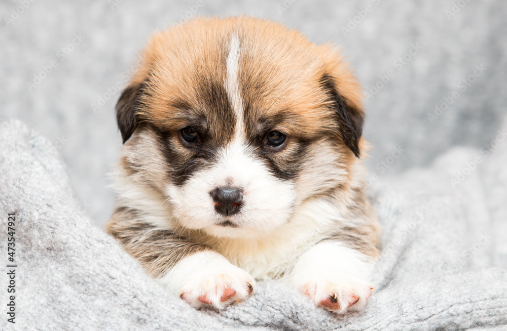 welsh corgi puppy in a fluffy breed blanket