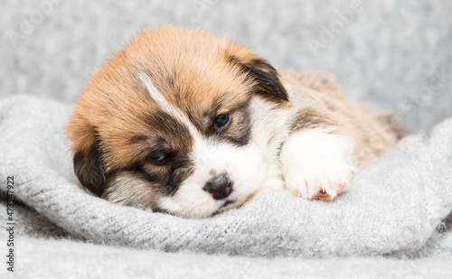 cute puppy sleeping in a blanket of welsh corgi breed © Happy monkey