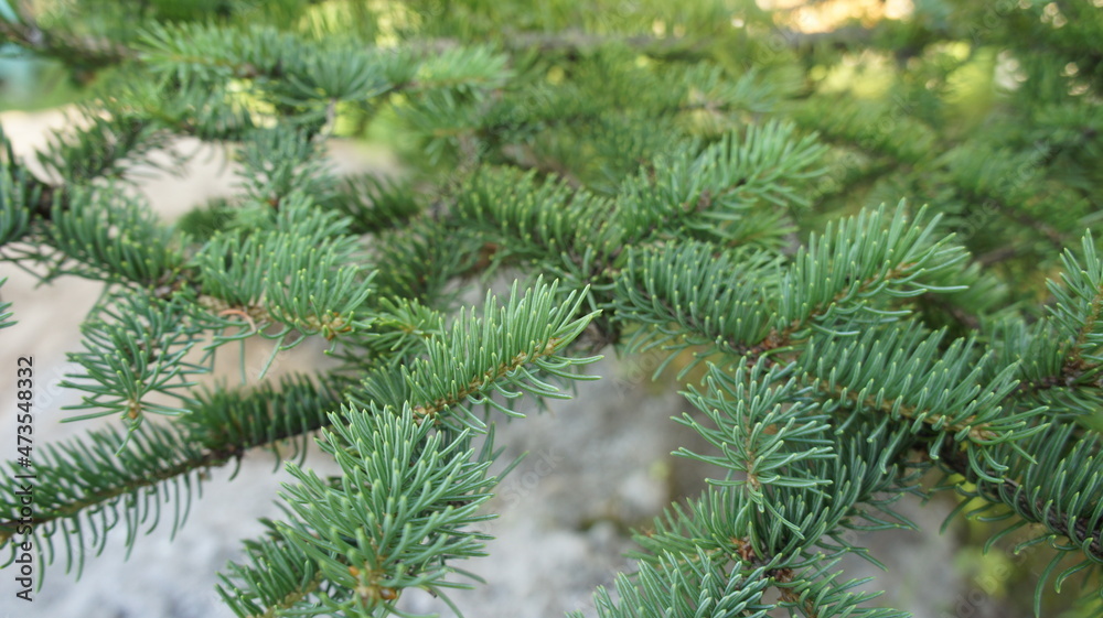Spruce branch, green needles on the branch of the Christmas tree