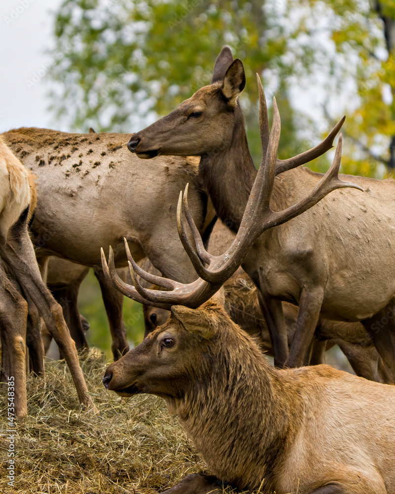 Elk Stock Photo and Image. Bull resting on hay with its cow elk above him in their environment and habitat with a blur forest background with a headshot view. Elk Stock Photo and Image. Bull resting on hay with its cow elk above him in their environment and habitat with a blur forest background with a headshot view.