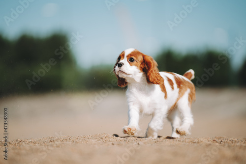 cavalier dog puppy Fototapeta