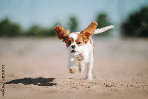 Konstfotografi cavalier dog puppy