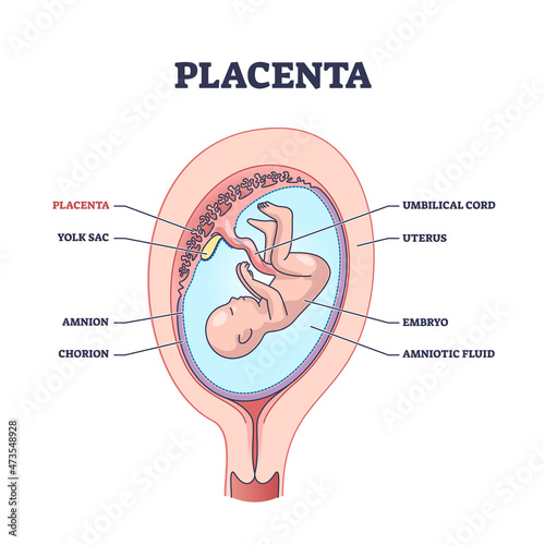 Placenta anatomical structure with inner organ part titles outline diagram. Labeled educational embryo environment in mothers abdomen vector illustration. Medical pregnancy amnion and chorion layers.