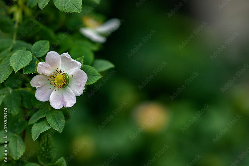 close up of a flower