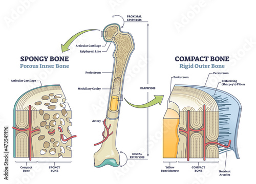 Spongy vs compact bone comparison with anatomical structure outline diagram. Labeled educational skeletal structural differences with porous inner and rigid outer diaphysis parts vector illustration.
