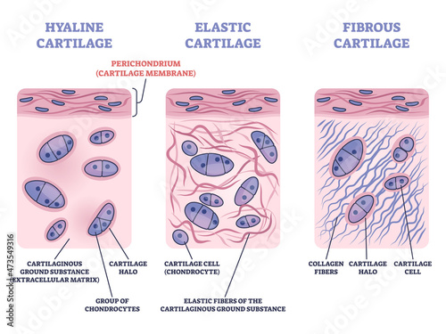 Fotografia Perichondrium as hyaline, fibrous and elastic cartilage membrane outline diagram