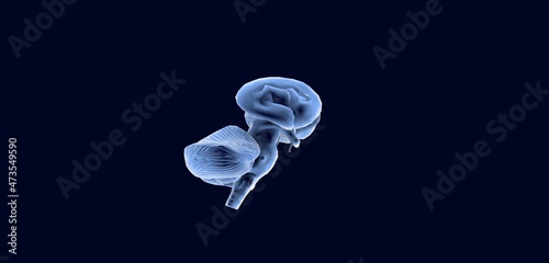 Digital generated image of blue brain on dark blue background. Blue Human brain Anatomical Model 3d illustration