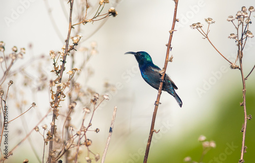 Palestine sunbird male between dry flowers
