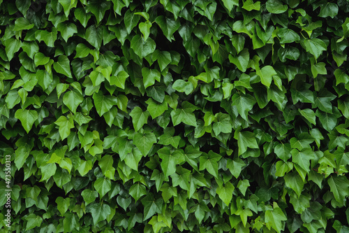 Ivy-covered wall