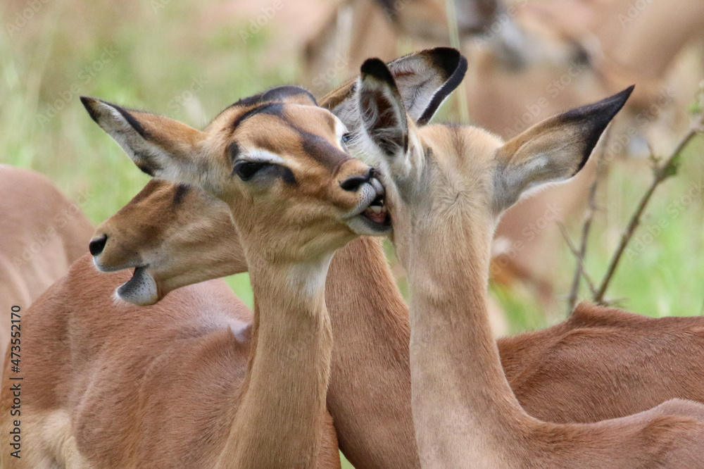 impala nibbling on another impala's neck
