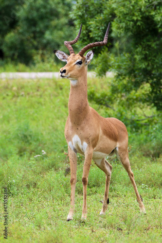 alert impala buck © Antje