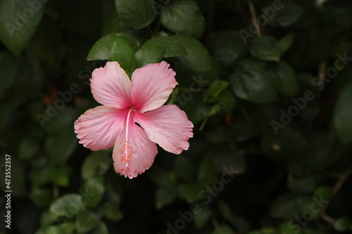 pink hibiscus flower, blur​ leaves​ 
