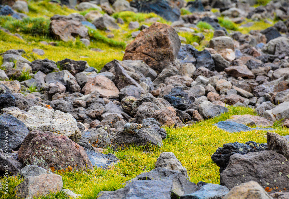 A sparrow between the rocks A sparrow between the rocks
