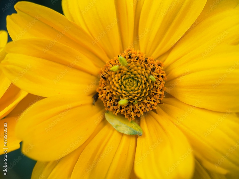 yellow flower macro