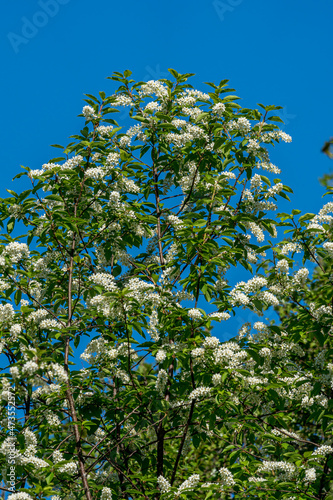 Photography Mountain Ash, Rowan (Sorbus aucuparia), Blossom