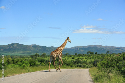 giraffe in the savannah crossing the road