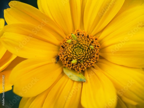 yellow flower macro © hristoshanov