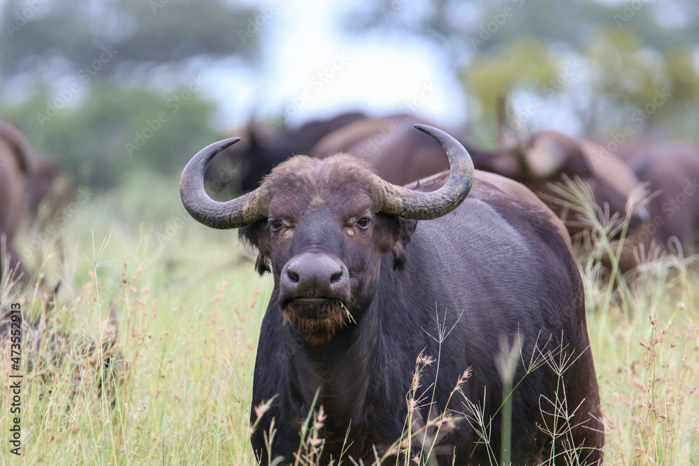 buffalo in the tall grass