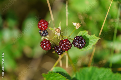 A closeup view of blackberries, or evergreen blackberries or Rubus laciniatus.