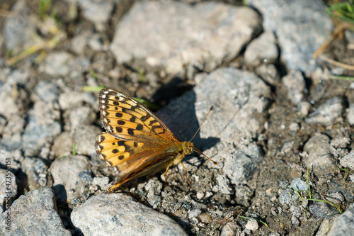 Butterfly Speyeria aglaja on the rock. photo