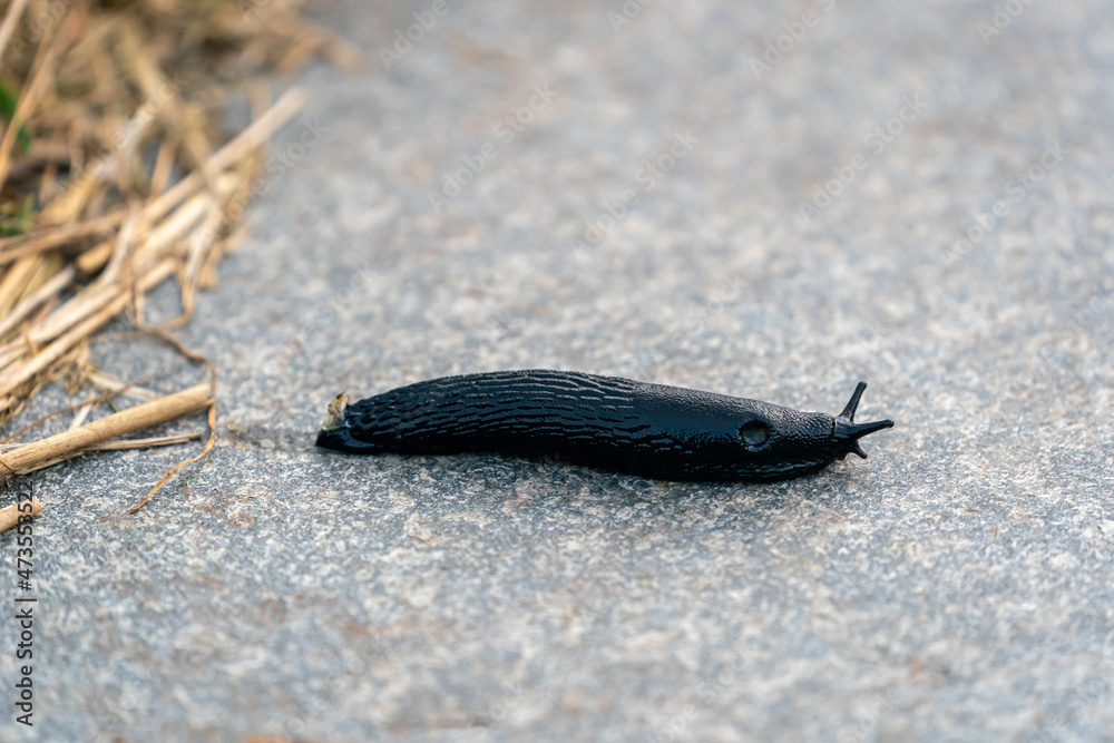A summer picture with a black slug (Arion ater) in closeup A summer picture with a black slug (Arion ater) in closeup