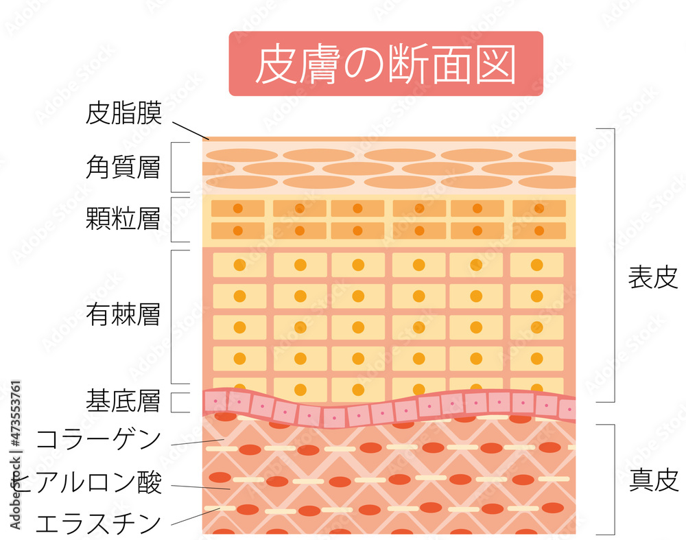 皮膚の断面図