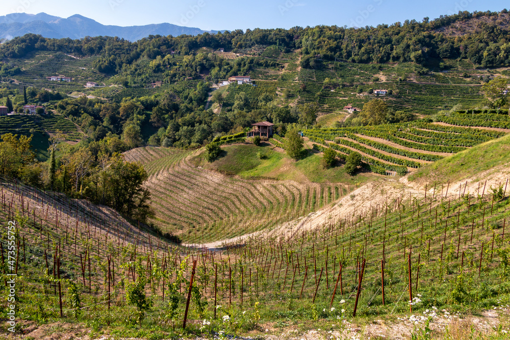 a valley covered with vineyards on the Prosecco hills