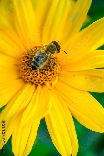 bee on flower © Visualmedia