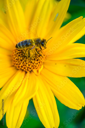 bee on flower © hristoshanov