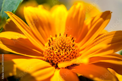 yellow flower closeup