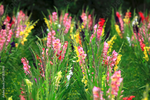 Colorful gladiolus flowers blooming in spring photo