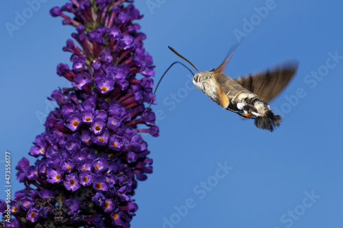 Taubenschwänzchen am Sommerflieder photo