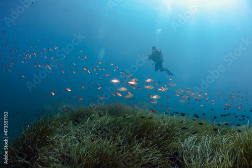 France, Corsica, Scuba diver photographing schools of dreamfish (Sarpa salpa) and damselfish (Chromis chromis) photo