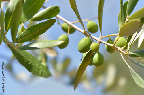 closeup on fresh olive growing in a branch of the tree on blue sky