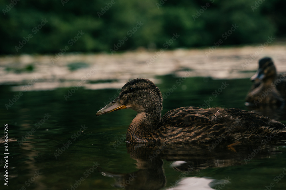 duck on the lake duck on the lake