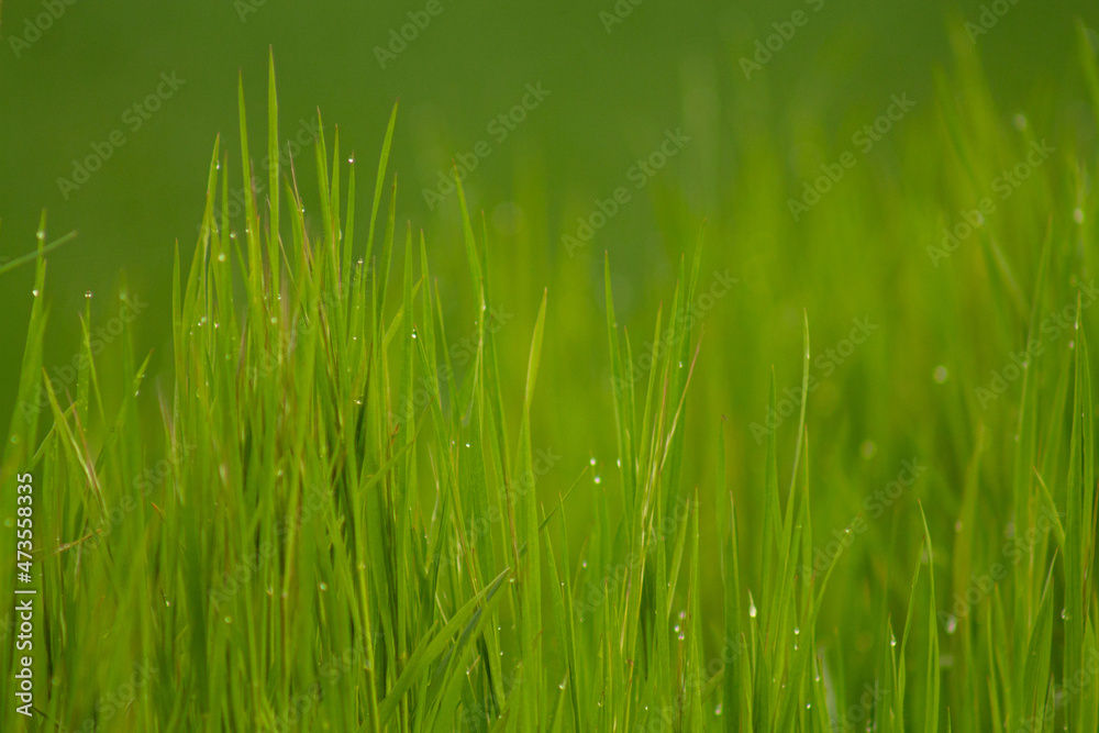 Close up of fresh thick grass with water drops in the early morning
