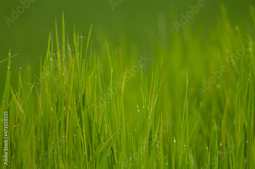 Close up of fresh thick grass with water drops in the early morning