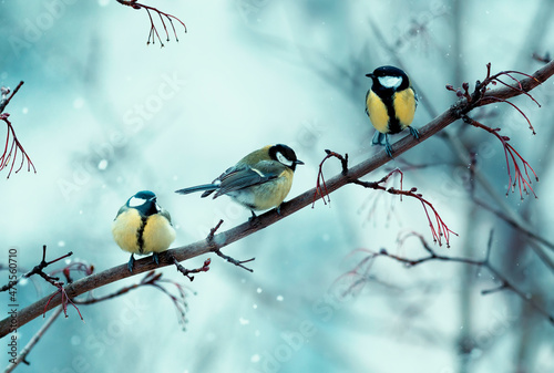 three birds tit sitting on a branch in the winter garden