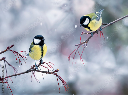 two chickadee birds are sitting on branches opposite each other in the winter...